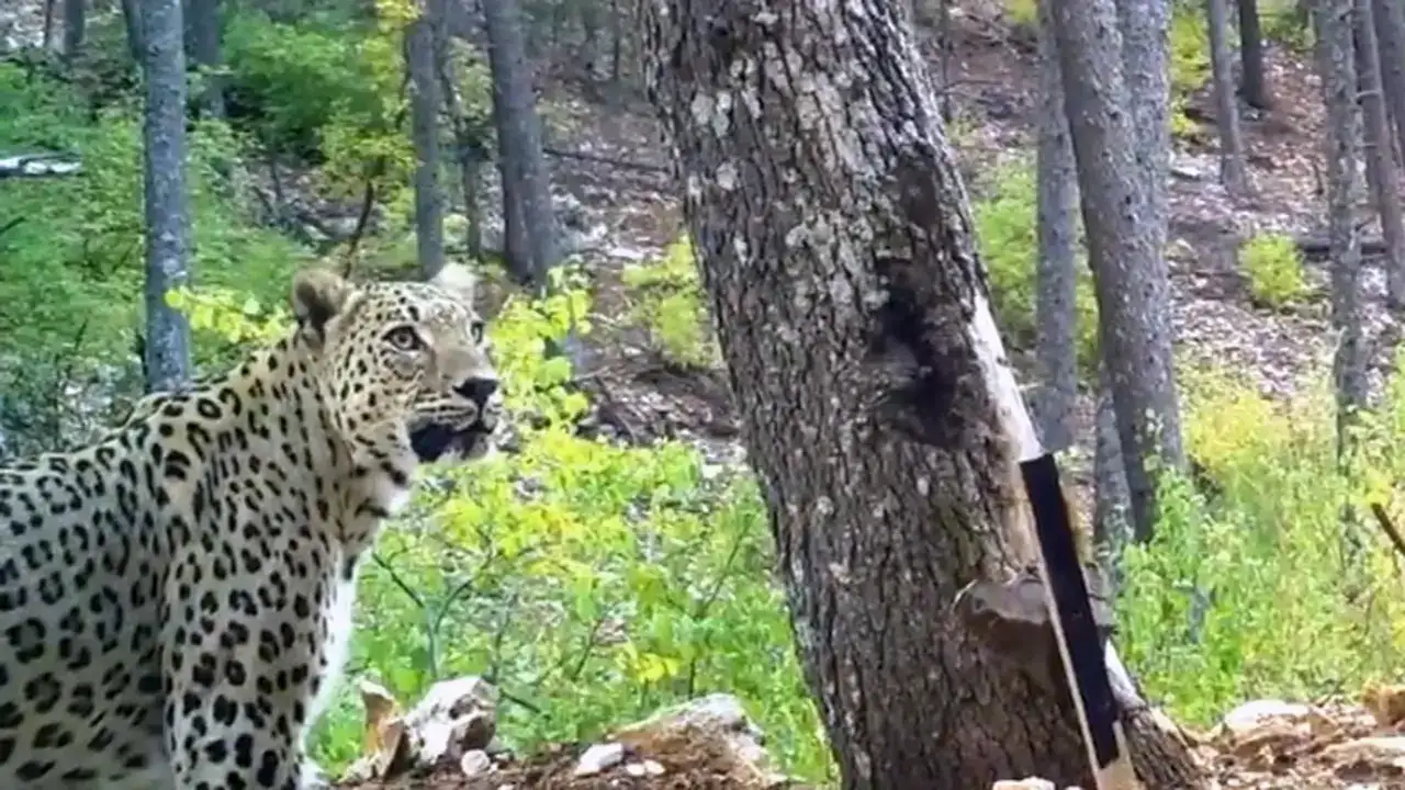 Anadolu Parsına Zarar Vermek Artık 45 Milyon TL 1